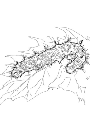 Painted Lady Caterpillar Coloring Page